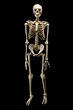 real skeleton - Google Search | Tattoo ideas | Pinterest | Skeletons ...