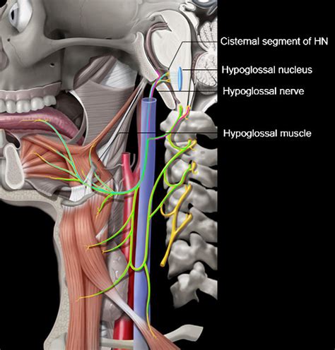 Lateral Graphic Depicting Entire Course Of The Hypoglossal Nerve Hn
