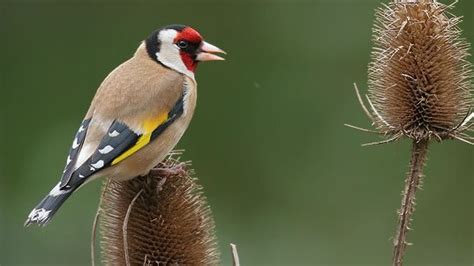 The big garden birdwatch, an annual birdwatching event to record species spotted across the uk the rspb uses the finding from the survey, published in march, to create an annual snapshot of. The RSPB: News: Big Garden Birdwatch results: All change ...