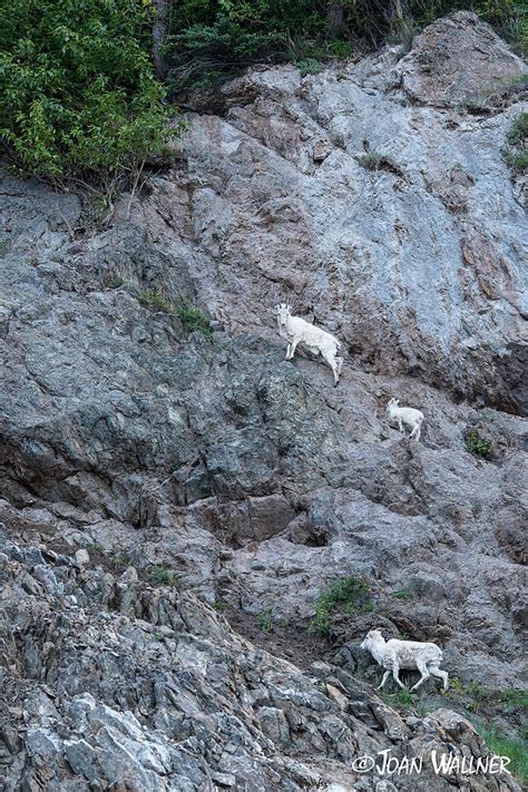 Dahl Sheep Climbing Photograph By Joan Wallner Pixels