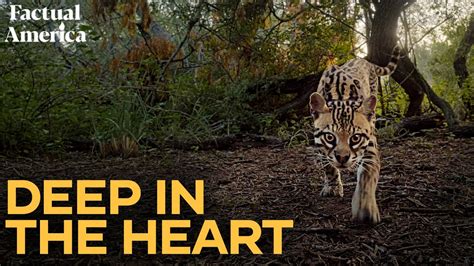 Deep In The Heart Of Texas Wildlife Documentary Youtube