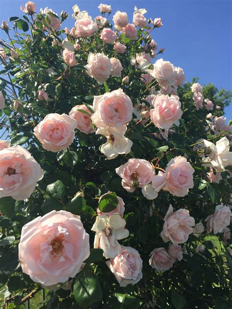 Roses In Full Bloom Jenny Smith