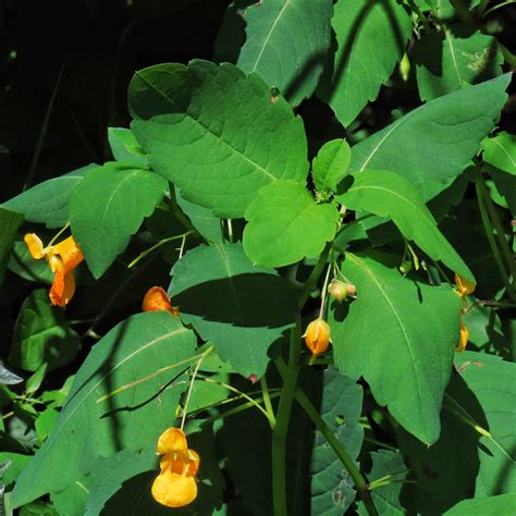 Impatiens Capensis Cape Jewelweed 10000 Things Of The Pacific