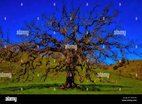 Old Oak Tree Stock Photo Alamy
