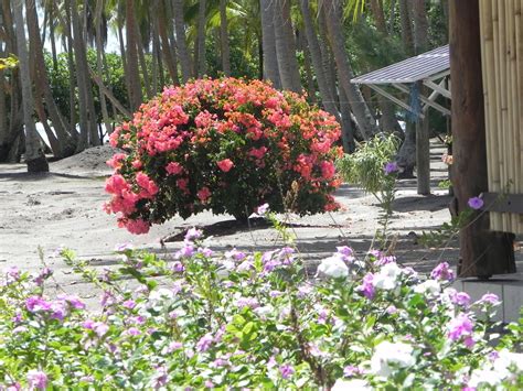 Beyond The Back Door Raiatea French Polynesia