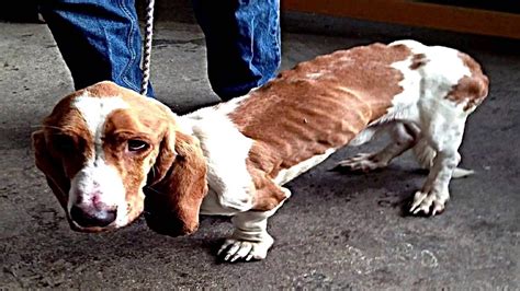Guardian Angel Basset Rescue - YouTube