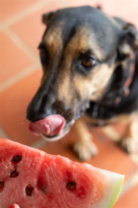 Can Dogs Eat Watermelon Pawsome Recipes