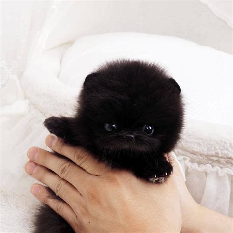 Buy and adopt healthy teacup puppies online such as, maltese, pomeranian, poodle, yorkie, pekingese, shih tzu and chihuahua we have; Nedd Black Micro Pomeranian (With images) | Cute teacup ...