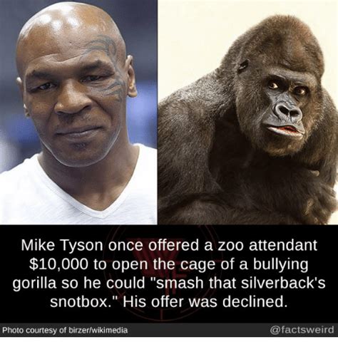 We have all the memes a person could wish for if they are can we get a press release statement from tyson himself, on the matter? 25+ Best Memes About Mike Tyson | Mike Tyson Memes