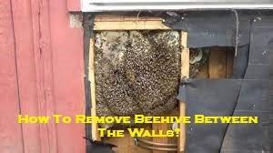 How To Remove Beehive Between The Walls Enviro Safe Pest Control