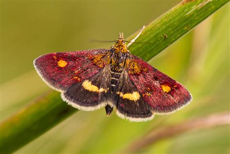 Mint Moth Butterfly Conservation