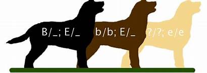 Coat Chocolate Labrador Genetics Retriever Colour Labradors