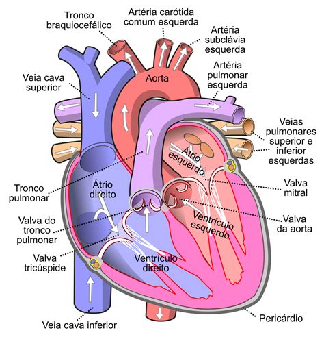 Heart Valves Anatomy Heart Anatomy Human Heart Diagram Prepa