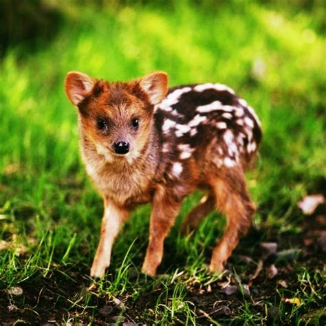 Cutest Animals In The World Pudu Deer
