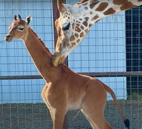 A Once In A Lifetime Baby Giraffe Born With No Spots At Tennessee Zoo