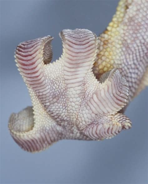 A Closeup Look At A Crested Gecko Foot Les Reptiles Cute Reptiles