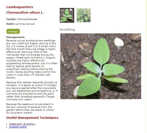 Common Lambsquarters Cornell Weed Identification