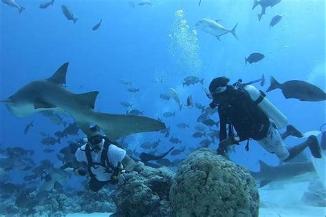 Best Scuba Diving Maldives Dive Sites Videos Photos Maps Logistics