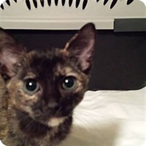 Clarkson KY Domestic Shorthair Meet Twiggy A Cat For Adoption