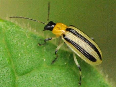 Striped Cucumber Beetle