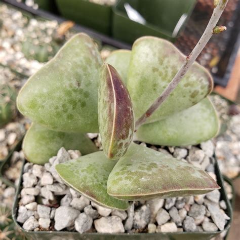 Adromischus Maculatus Calico Hearts Wiki Growing Care Problems