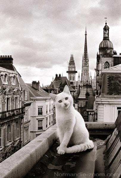 A Cat In Paris The Cutiest Thing Ever Paris Cat Cats Beautiful Cats