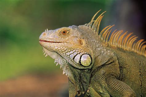 Side View Of Green Iguana Head Close Up Shot — Animal Reptile Stock