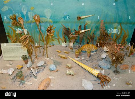 Prehistoric Marine Life Hi Res Stock Photography And Images Alamy