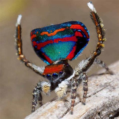 Introducing Australia S Hidden Gem The Peacock Spider Australian Times News