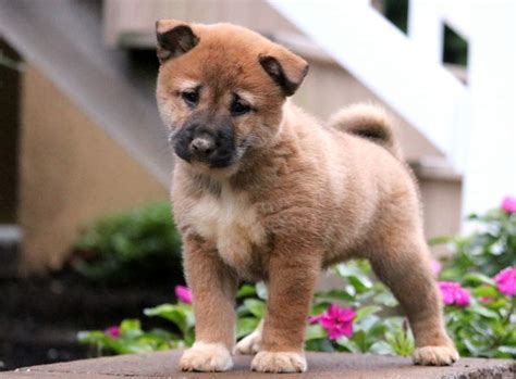 Shiba Inu Puppies For Sale Keystone Puppies