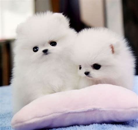 Check spelling or type a new query. Buy Gorgeous Pomeranian puppies Near Me , Cute Pomeranian puppies sale - DubaiZero.Com