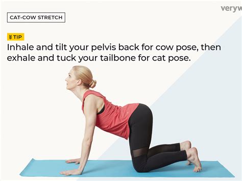 So we're going to come into cat and cow pose. Cat Cow Pose - levitrafattyfoodssim
