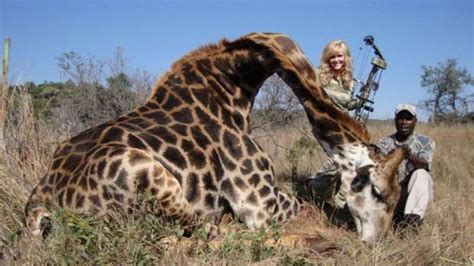 Extreme Hunter Has No Regrets After Killing A Giraffe Bbc News