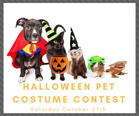 Halloween Pet Costume Contest Kissimmee Valley Feed