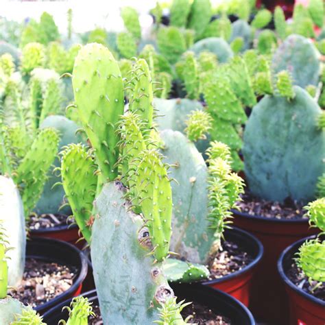 As the plants prepare for. Prickly Pear - Spineless - Ruibals