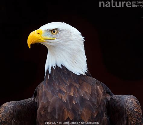 Stock Photo Of Bald Eagle Haliaeetus Leucocephalus Portrait Captive