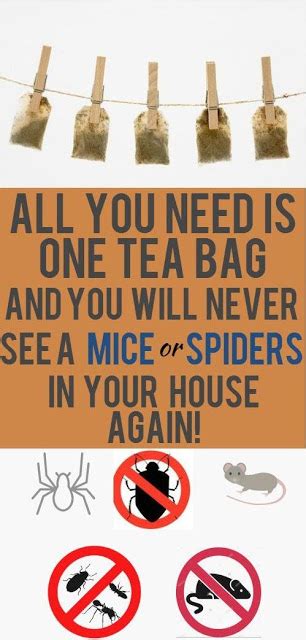 Unbelievable All You Need Is One Tea Bag And You Will Never See A Mice