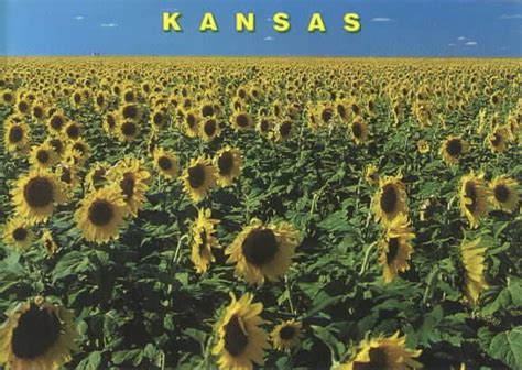 Kansas Sunflowers Sunflower Fields Sunflower Kansas