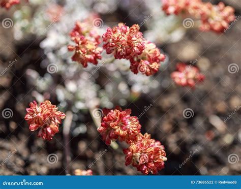 Utah Wasatch Mountain Wildflowers Stock Photo Image Of Flower Indian
