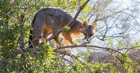 Gray Fox Animal Facts Urocyon Cinereoargenteus A Z Animals