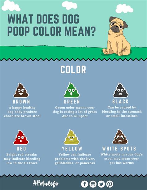 What Does Dog Poop Color Mean Canine Journal Dog Poo Chart What The