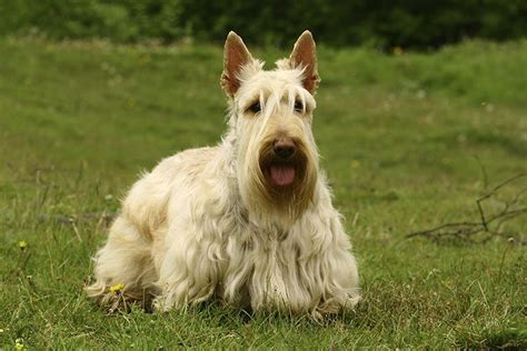 The Difference Between Westie And Scottie Dogs Cuteness Scottish