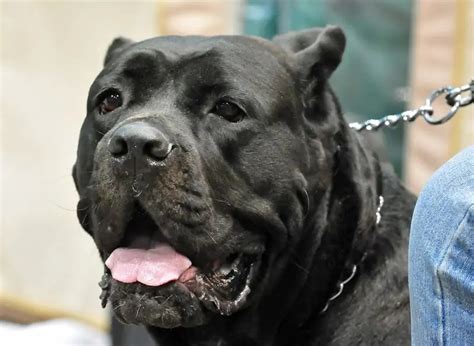 The Cane Corso Dog Breed Information Pictures Characteristics And Facts