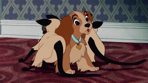 A pampered house dog and a tough but lovable stray embark on an unexpected adventure and, despite. Disney's live-action "Lady and the Tramp" changing ...