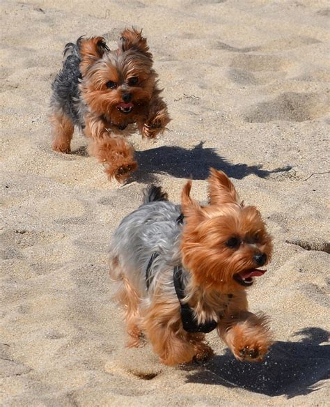 This is the reason that rabies is not given until 16 weeks when the immune system is able to recognize. 9 Hot Tips for Taking Your Dog to the Beach