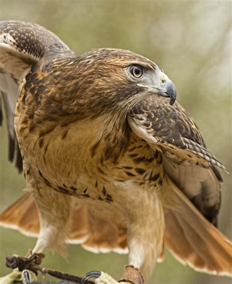 Eastern Red Tailed Hawk Connecticuts Beardsley Zoo