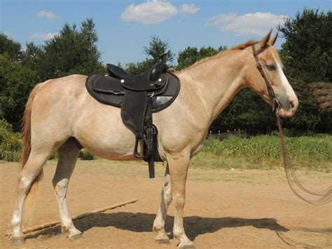 Missouri Fox Trotter Horse Info Pictures Temperament And Traits Pet Keen
