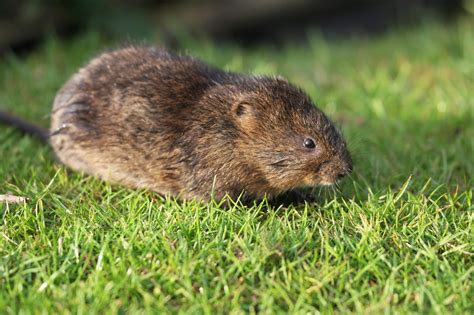 What Are Voles Everything You Need To Know Bugtech