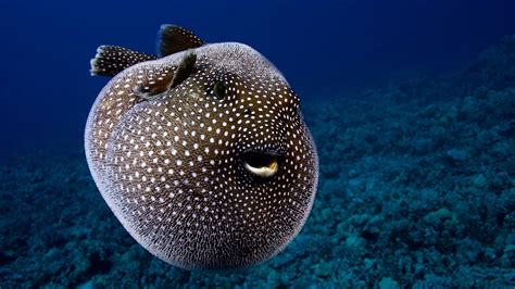Fugu Fish Underwater
