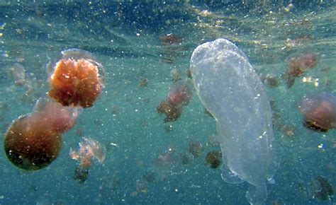 Two New Extremely Venomous Irukandji Jellyfish Discovered In Australia